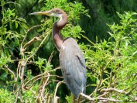 20160805 133339 Blue Heron