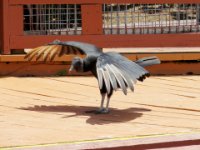 20160805 134437 Buzzard Break Dancing