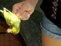 20160805 140652 Victoria feeds her bird
