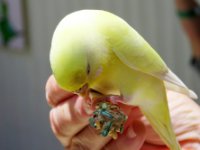 20160805 140700 A bird in hand