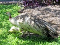 20160805 141405 Peacock Babies