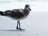 20160807 110300 Sand Piper