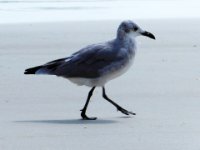 20160807 110439 Stately walk