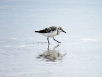 20160809 090742 Sand Piper reflections