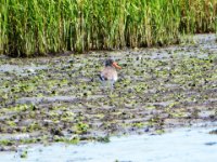 20160827 131124 Oyster Catcher on the mud flat