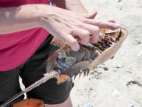 20160827 143327 Shannon explains a shed horseshoe crab shell