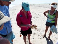 20160827 143355 How to tell a female from a male horseshoe crab