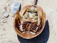 20160827 143533 Horseshoe crab close-up