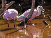 20161123 131556 Spoonbill Stare
