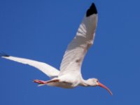 20161123 132202 Ibis in Flight