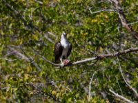20161123 132739 Osprey eating a fish