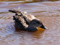 20161123 133320 Unknown Duck