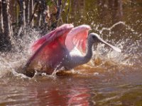20161123 133511 Spoonbill Tsunami