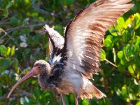 20161123 133605 Immature Ibis