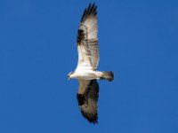 20161123 162651 Osprey Overhead