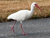 20161124 173452 Ibis at Bob's House