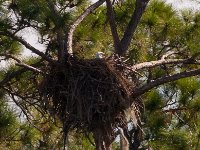 20161125 125321 Eagles Nest