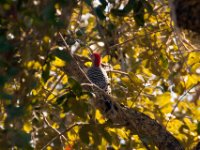 20161125 130628 Red-Bellied Woodpecker