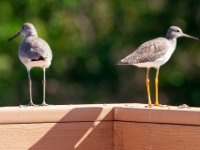 20161125 132810 Sand Pipers