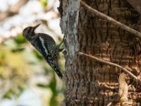 20161125 134638 Yellow-Bellied Sapsucker