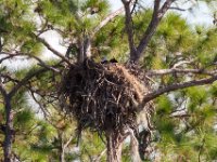 20161125 135156 Eagle on the Nest