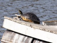 20161126 123842 Turtle on the Raft