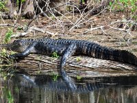 20161126 125908 Gator on a Log
