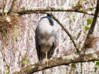 20161126 130423 The Night Heron Awakes