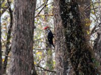 20161126 133440 Pileated Woodpecker
