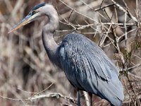 20161126 134436 Great Blue Heron at Blind