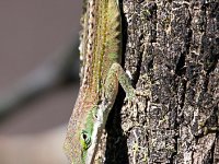 20161126 134901 Lizard Friend