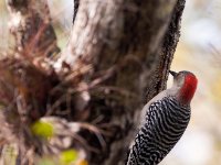 20161126 140013 Female Red Bellied Woodpecker