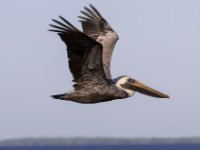 20161127 102819 Brown Pelican Flyby