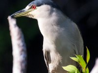 20161127 110130 Night Heron