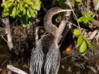 20161127 110404 Anhinga