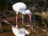 20161127 110703 Ibis Reflection