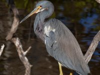 20161127 111114 Little Blue Heron