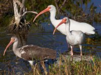 20161127 111500 The Three Amigos
