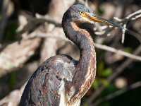 20161127 111820 Tri-Colored Heron