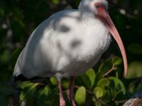 20161127 112157 Ibis in the shade