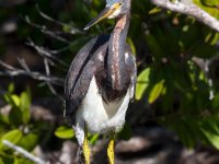 20161127 113603 Upright Tri-Color Heron