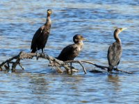 20161127 121120 Three Cormorants on a branch