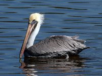 20161127 122916 Brown Pelican on the water