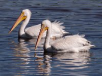 20161127 123246 Tandem White Pelicans