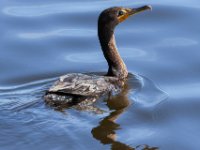20161127 124120 Cormorant Swimming