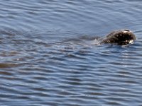 20161127 144929 Manatees