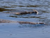 20161127 145110 Mother and baby manatee