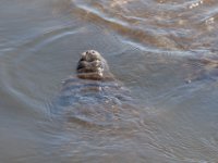 20161127 145621 Near mother's fin