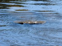 20161127 145637 Mother's fin waves goodbye