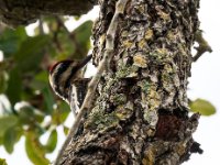 20161128 143932 Female Yellow-Bellied Sapsucker